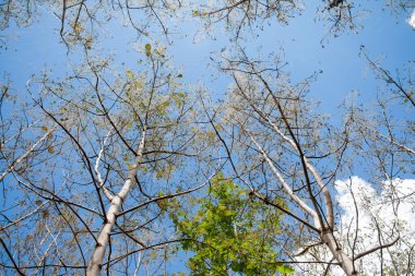 Mavi gökyüzü arka planında haşereler tarafından yenen ağaç yaprağı.