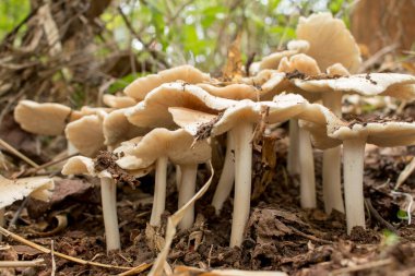 Ormanda termit mantarı.