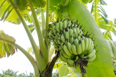 Ağaçta muz demeti.