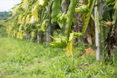 Çiftlikteki bitkide ejderha meyvesi.