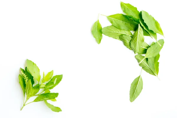Basil leaf on white color design for food background — Stock Photo, Image