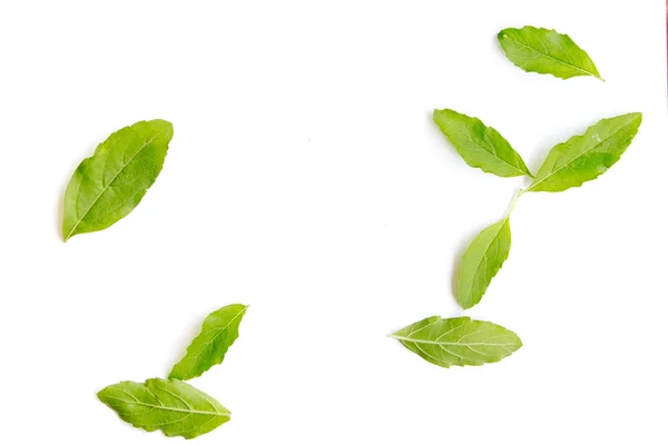Basil leaf on white color design for food background — Stock Photo, Image