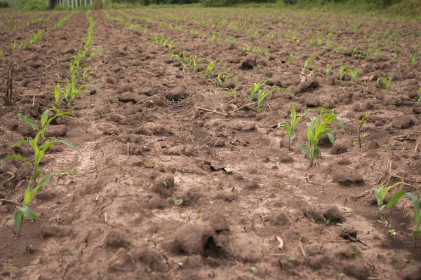 Νεαρό καλαμπόκι στον τομέα του καλαμποκιού με ξηρό έδαφος.Έννοια του φυσικού disa — Φωτογραφία Αρχείου