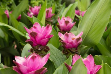 Siyam lale çiçeği.