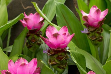 Siyam lale çiçeği.