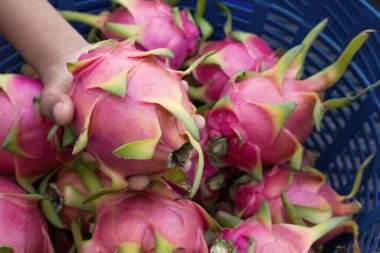 Ejderha meyvesine odaklanmış.