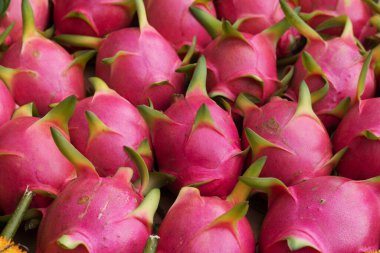 Ejderha meyvesine odaklanmış.