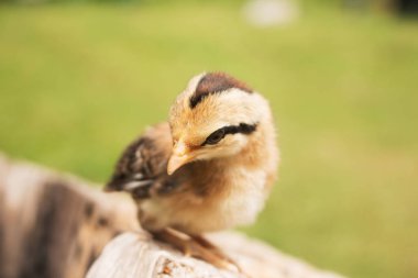 Küçük civcivin tahtadaki yumuşak odağı. 
