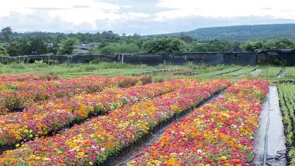 Paisaje de hermoso campo de flores — Foto de Stock