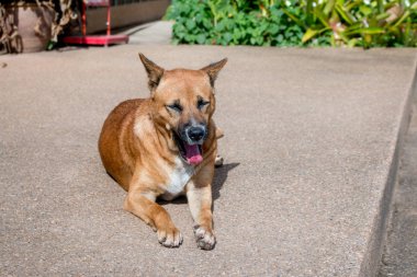 Köpek konaklama yeri zemin taşını yıkadı.