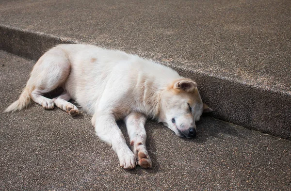 Close up of dog stay on Přízemní kámen umyté podlahy — Stock fotografie