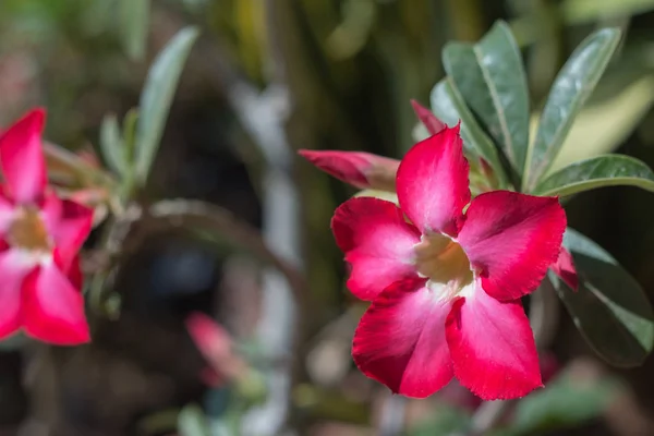Sivatagi rózsa Trópusi virág egy fán vagy Impala Lily gyönyörű P — Stock Fotó