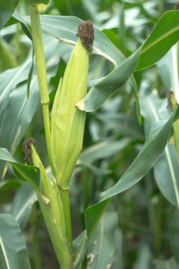 Koçandaki mısırı kapat..