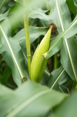 Koçandaki mısırı kapat..