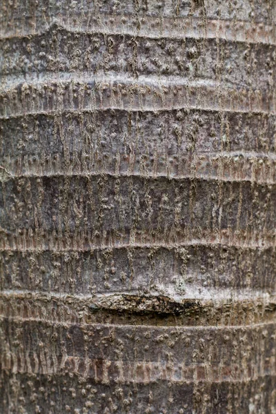 Textura kmene palmy pozadí — Stock fotografie