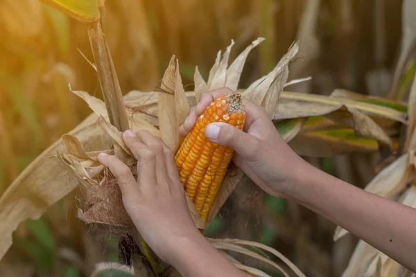 Pobre menino asiático verificar e colher seu milho no campo de milho em Então — Fotografia de Stock