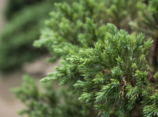 Pine leaves — Stock Photo, Image