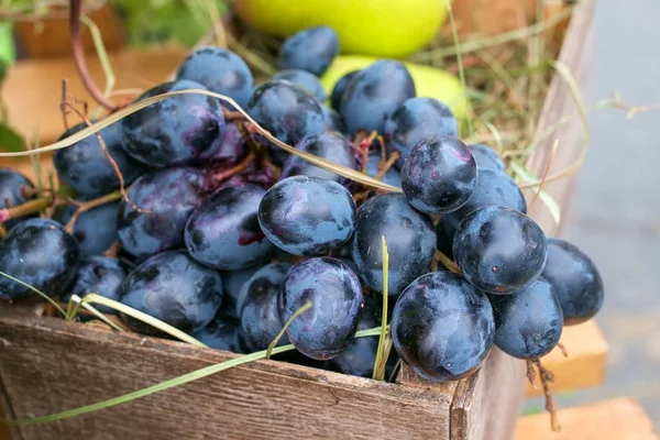 üzüm yakın çekim