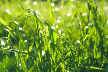 Yeşil Çimen Arkaplanı