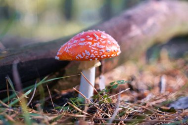 Amanita, ormanda mantar