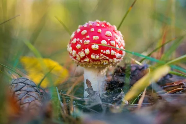 Amanita, mantar yakın çekim