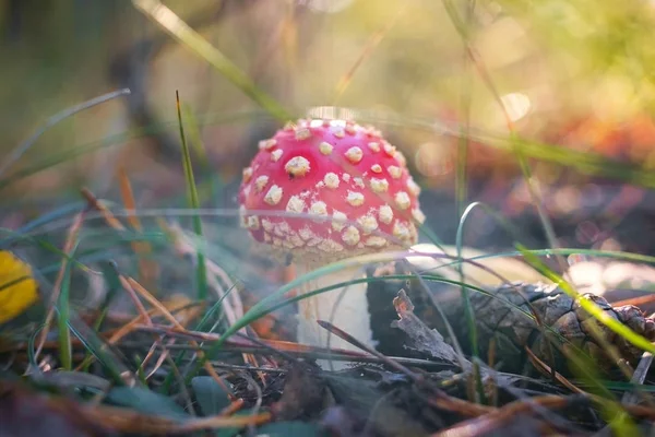 Amanita, mantar yakın çekim