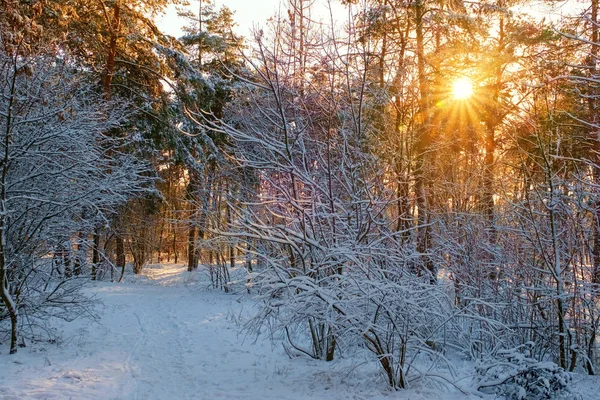 Winterszene Mit Sonnenstrahlen Die Durch Schneebedeckte Fichten Scheinen — Stockfoto