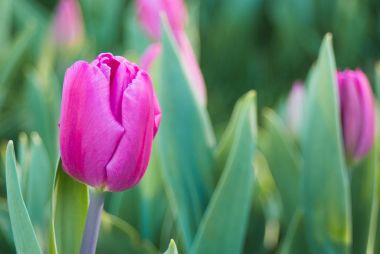 Bahar güzel mor laleler.