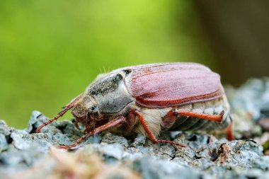 Cockchafer kapatın. Seçici odak.