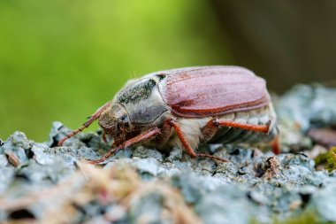Cockchafer kapatın. Seçici odak.