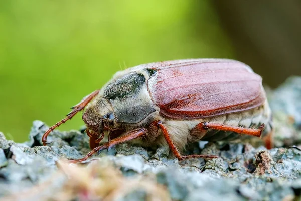 Cockchafer kapatın. Seçici odak.