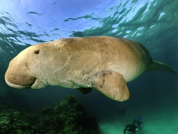 Kapustňák nebo dugong nebo mořská kráva plavat hodit křišťálově čistou vodu — Stock fotografie