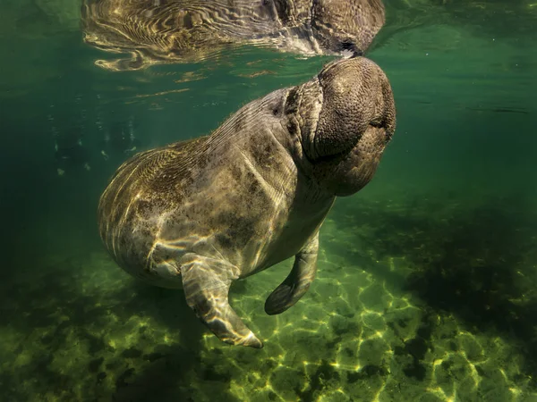 マナティーまたはドゥゴングまたは海の牛は、透明な水を投げる泳ぐ — ストック写真