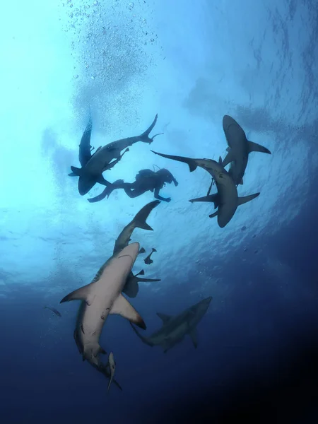 Ο καρχαρίας κολυμπάει πετώντας τα κρυστάλλινα νερά — Φωτογραφία Αρχείου