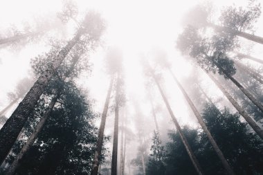 Karanlık ormanda sisli ağaçlar