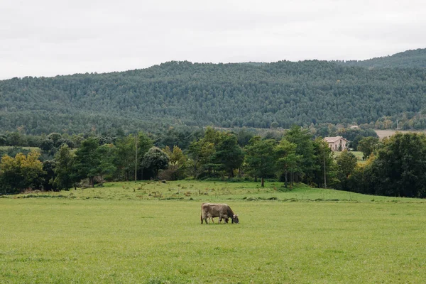 Vaca Pastando Campo Sobre Fondo Hierba Verde —  Fotos de Stock