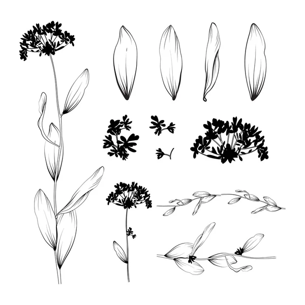 デザインのための花要素 — ストックベクタ