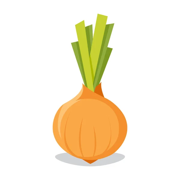 Onion ilustração colorida — Vetor de Stock