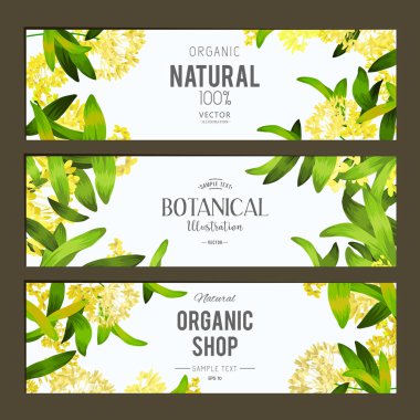 Bitkiler ve otlar afiş kümesi 