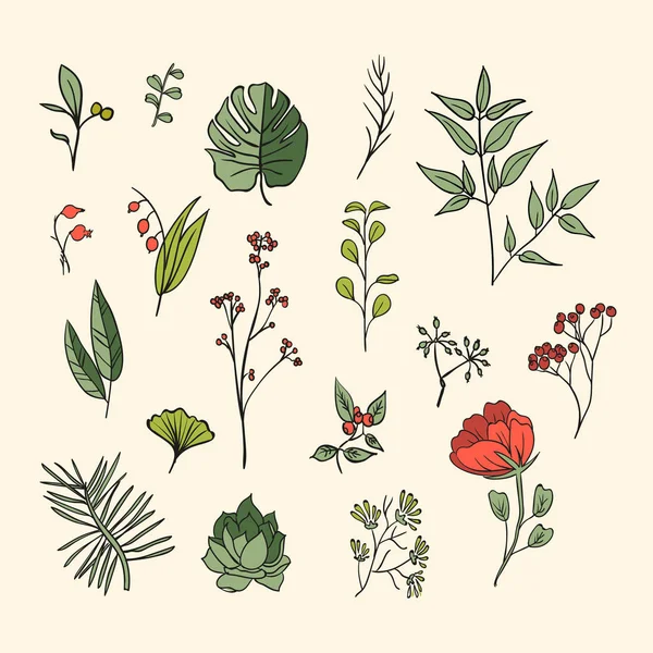Conjunto de plantas y hierbas iconos — Archivo Imágenes Vectoriales