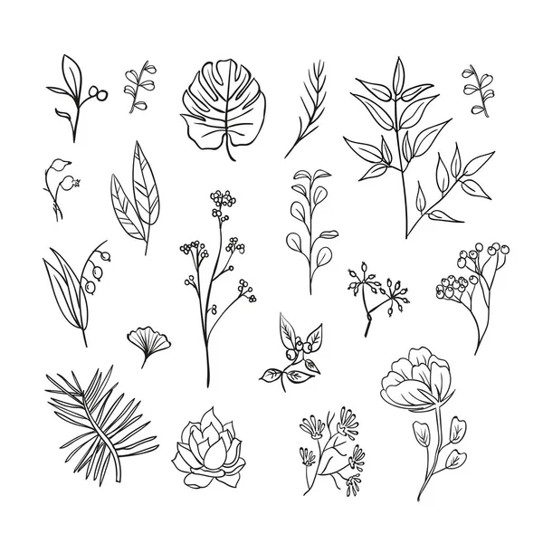 Conjunto de plantas e ícones de ervas — Vetor de Stock