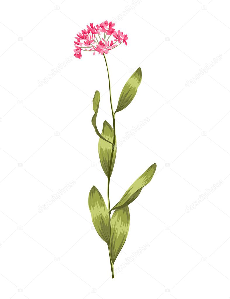 design of Plant icon