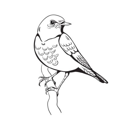 bir kuş Illustration. el arka plan yapımı