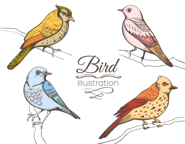 Bir kuş Illustration. el arka plan yapımı — Stok Vektör