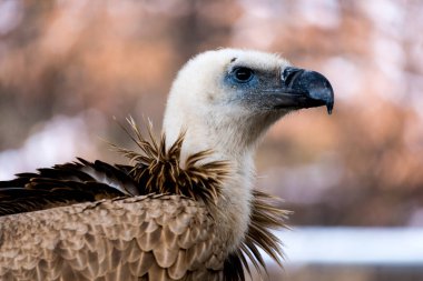 Akbabanın yan yüzü.