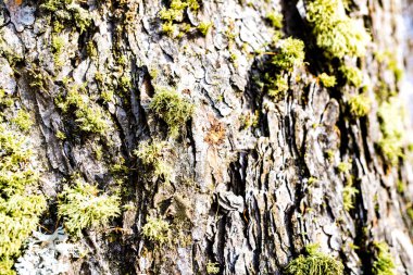 Bir ağaç kabuğuna yosun ile yakın çekim