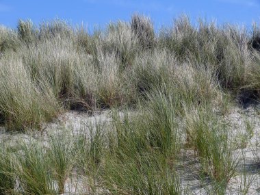 View of dune with helm grass clipart