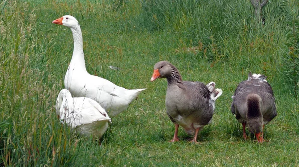 Kaz bir çayır üzerinde birkaç — Stok fotoğraf