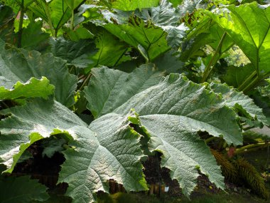 Bir hogweed yaprakları