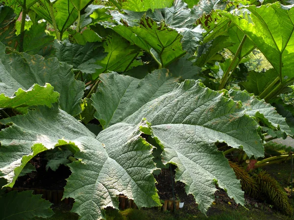 Bir hogweed yaprakları